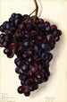 Vitis Clé - Elsie E. Lower — artwork view