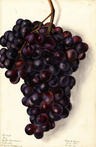 Elsie E Lower - Vitis Key.webp