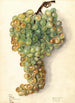 Vitis Malaga - Elsie E. Lower — artwork view