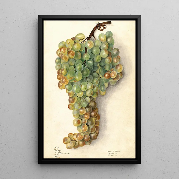 Vitis Malaga - Elsie E. Lower — framed artwork on a wall