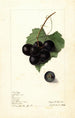 Vitis Mémoire - Elsie E. Lower — artwork view