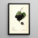 Vitis Mémoire - Elsie E. Lower — framed artwork on a wall