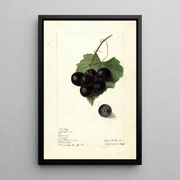 Vitis Mémoire - Elsie E. Lower — framed artwork on a wall
