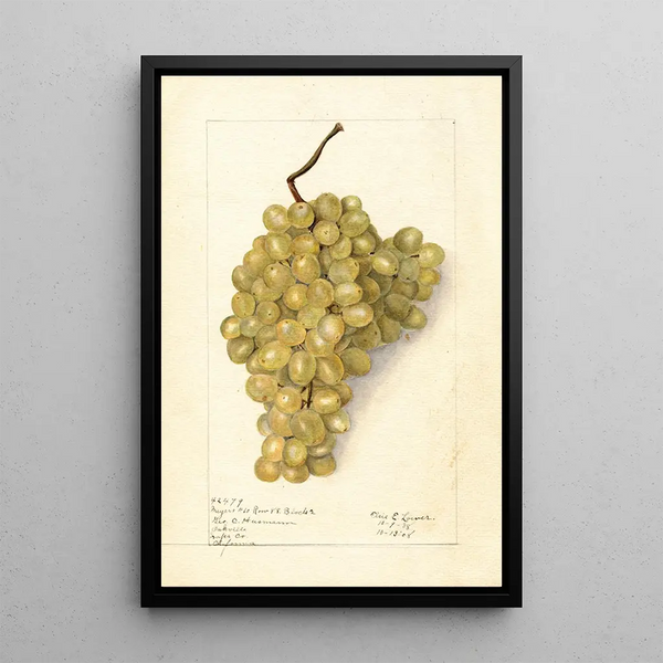 Vitis Meyers No - Elsie E. Lower — framed artwork on a wall
