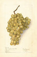 Vitis Meyers No - Elsie E. Lower — artwork view