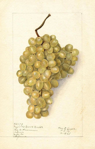 Elsie E Lower - Vitis Meyers No.webp