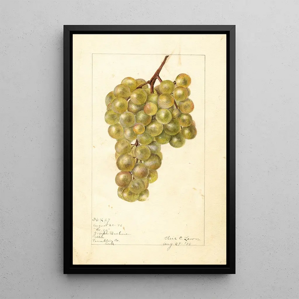 Vitis No - Elsie E. Lower — framed artwork on a wall