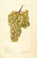 Vitis No - Elsie E. Lower — artwork view