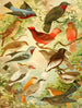 Anamb - Emil August Göldi — artwork view
