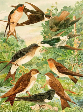 Hirondelles Painting - Emil August Göldi — artwork view