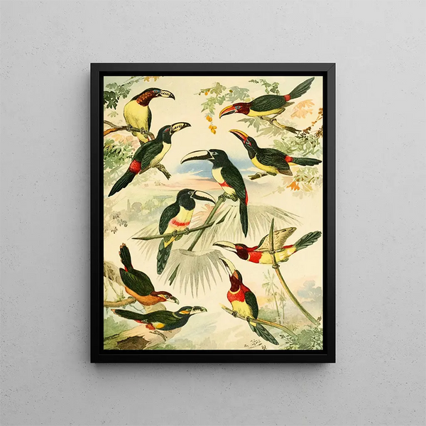 Araçarys - Emil August Göldi — framed artwork on a wall