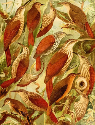 Scratch - Emil August Göldi — artwork view