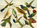 Birds of Paradise - Emil August Göldi — artwork view