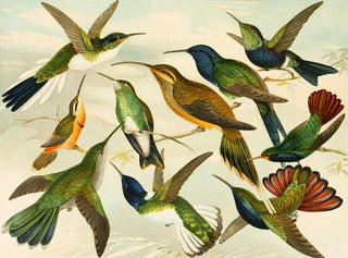 Birds of Paradise - Emil August Göldi — artwork view