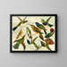 Birds of Paradise - Emil August Göldi — framed artwork on a wall
