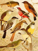 Bem-te-vis Painting - Emil August Göldi — artwork view