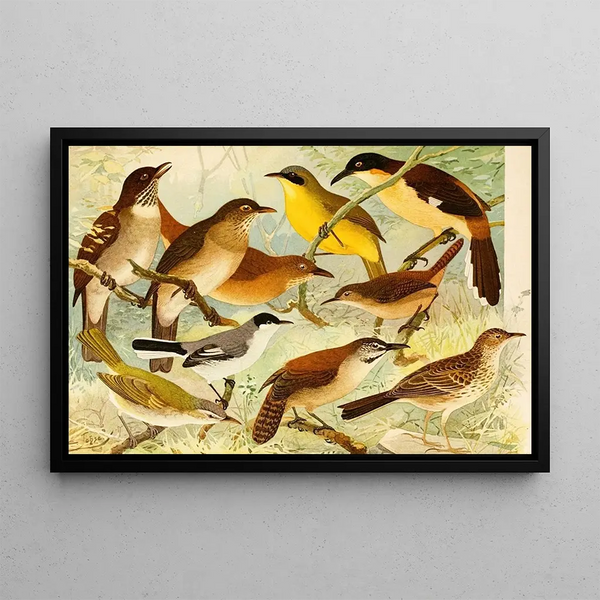 Carachu Cutipur Vv - Emil August Göldi — framed artwork on a wall