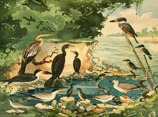 Carar Mergulhes Gaivotas Trintaris Arirambas - Emil August Göldi — artwork view