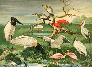 Storks with spoon bills - Emil August Göldi — artwork view
