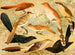 Chinco Saci An Quirir - Emil August Göldi — artwork view