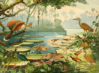 Cigane Pavo by Caro Piaoca Saracura Aan Ipequy - Emil August Göldi — artwork view