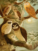Hiboux - Emil August Göldi — artwork view