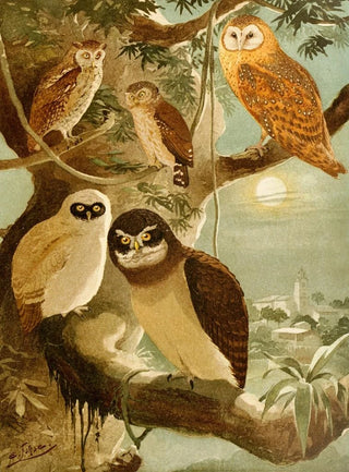 Hiboux - Emil August Göldi — artwork view
