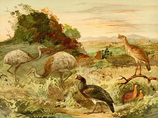 Ema Serima Anhma Perdiz - Emil August Göldi — artwork view