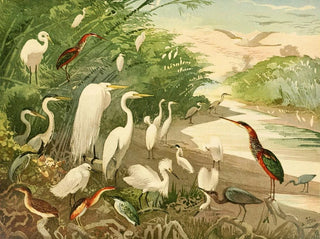 Garas - Emil August Göldi — artwork view