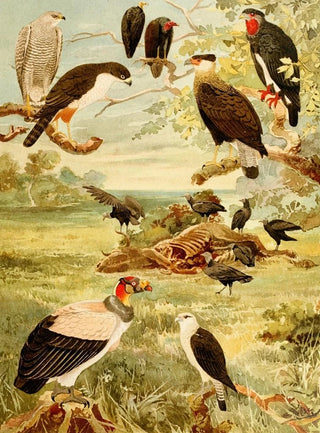 Gavies - Emil August Göldi — artwork view