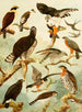 Gavies III - Emil August Göldi — artwork view