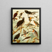 Gavies III - Emil August Göldi — framed artwork on a wall