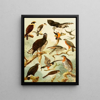 Gavies III - Emil August Göldi — framed artwork on a wall