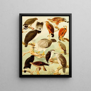 Gavies II - Emil August Göldi — framed artwork on a wall