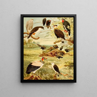Gavies - Emil August Göldi — framed artwork on a wall