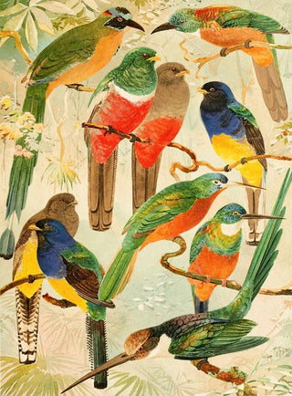 Hud Surucus Arirambas de matta Virgin - Emil August Göldi — artwork view