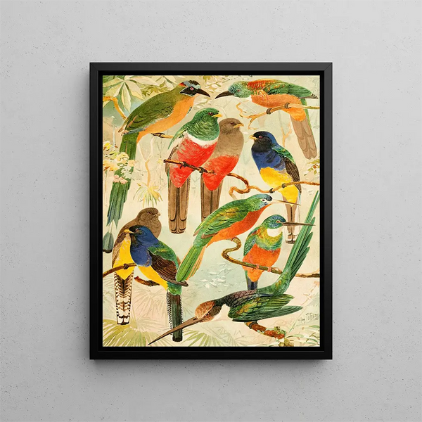 Hud Surucus Arirambas de matta Virgin - Emil August Göldi — framed artwork on a wall