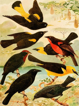 Japiim Nightingale Police English Irtau Iruna Virabosta - Emil August Göldi — artwork view