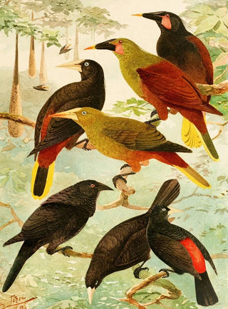 Japus Irana Gouache - Emil August Göldi — artwork view
