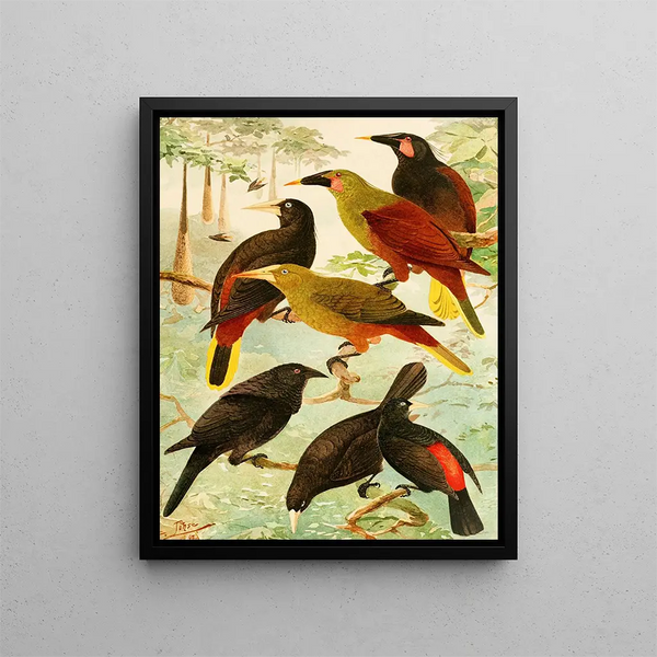 Japus Irana Gouache - Emil August Göldi — framed artwork on a wall