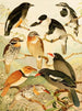 Macurus Tangurpará - Emil August Göldi — artwork view