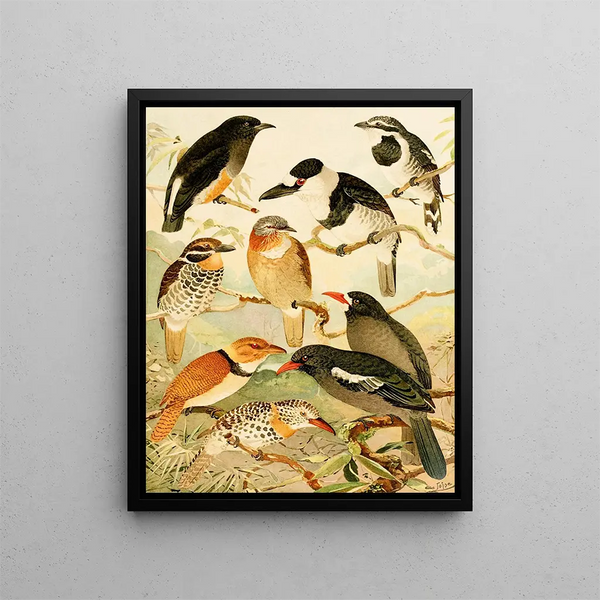 Macurus Tangurpará - Emil August Göldi — framed artwork on a wall