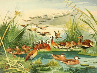 Marreca - Emil August Göldi — artwork view