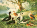Canards et oies - Emil August Göldi — artwork view