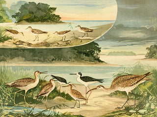 Bécassines et Bécassins - Emil August Göldi — artwork view