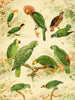 Parrots - Emil August Göldi — artwork view