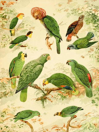Parrots - Emil August Göldi — artwork view
