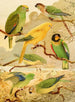 Parrots Tanajuba - Emil August Göldi — artwork view