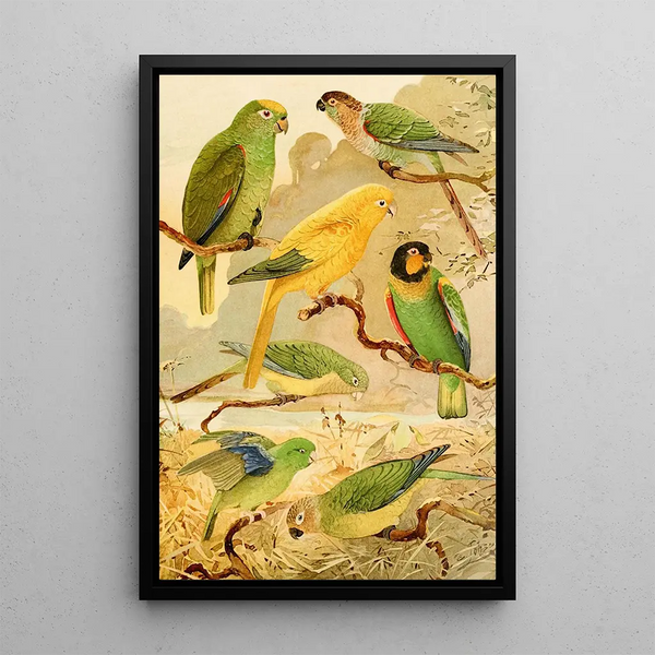 Parrots Tanajuba - Emil August Göldi — framed artwork on a wall