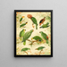 Parrots - Emil August Göldi — framed artwork on a wall